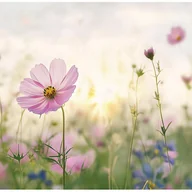 Fototapety - Fototapeta Kwiaty Polne Maki Natura Boho 250x175 cm Tapeta Do Sypialni Salonu Kuchni Na Flizelinie - miniaturka - grafika 1