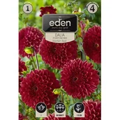 Nasiona i cebule - Dalia pomponowa Downham Royal 1 sztuka Eden - miniaturka - grafika 1