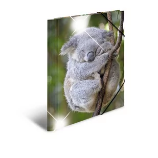 Teczka plastikowa, A3 z gumkami, z lśniącą powierzchnią, Koala - Teczki i skoroszyty - miniaturka - grafika 1