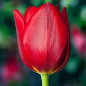 Nasiona i cebule - Tulipan pojedynczy późny Kingsblood 5 szt. 11/12 cebulki tulipanów cebule - miniaturka - grafika 1