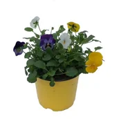 Kwiaty doniczkowe i cięte - Bratek miniaturowy don. 12 cm - miniaturka - grafika 1