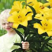 Nasiona i cebule - Lilia Drzewiasta Yellow Planet 1 szt cebulki Lilie - miniaturka - grafika 1
