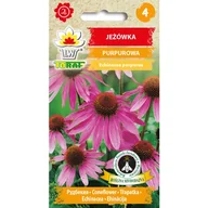 Nasiona i cebule - Jeżówka purpurowa nasiona kwiatów 1g TORAF - miniaturka - grafika 1