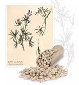 Nasiona i cebule - Łubin wąskolistny słodki 1 kg - miniaturka - grafika 1