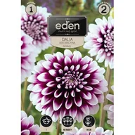 Nasiona i cebule - Dalia dekoracyjna Edinburg 1 sztuka Eden - miniaturka - grafika 1