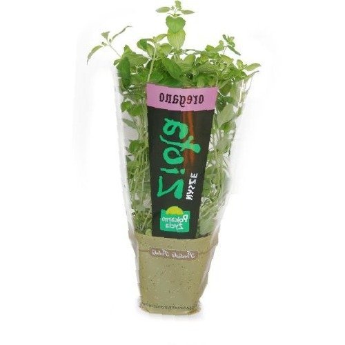 Oregano w doniczce - świeże zioło do Twojej kuchni