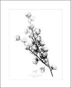 Plakaty - Kwiaty bawełny 50x70 cm - miniaturka - grafika 1