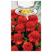 Nasiona i cebule - AKSAMITKA CHAMPION CZERWONA NASIONA KWIATÓW ROŚLIN OZDOBNYCH p. 3HP; 2H5; 4H5; - miniaturka - grafika 1
