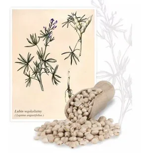 Łubin wąskolistny słodki 1 kg - Nasiona i cebule - miniaturka - grafika 1
