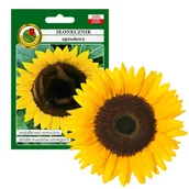 Nasiona i cebule - SŁONECZNIK OGRODOWY JADALNY SMACZNY NASIONA BEZ GMO - miniaturka - grafika 1