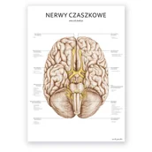 Mapy i plansze edukacyjne - Plakat anatomiczny - Nerwy czaszkowe - Marta Pawelec - miniaturka - grafika 1