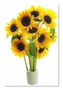 Naklejki na ścianę - Naklejka z kwiatami kwiatki 50cm - Słonecznik 2, 50x33 cm - miniaturka - grafika 1