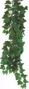 Roślina do terrarium Hedera Helix Happet 50cm - Dekoracje do terrarium - miniaturka - grafika 1