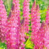 Nasiona i cebule - Lupinus Łubin trwały różowy 1 szt. - miniaturka - grafika 1