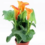 Nasiona i cebule - Zantedeschia Kalla Kalia Captain Brunello 1 szt. cebule cebulki - miniaturka - grafika 1