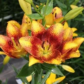 Nasiona i cebule - Lilia LA Sweet Valley 1 szt. cebule cebulki lilii lilie - miniaturka - grafika 1