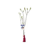 Kwiaty doniczkowe - Drzewko owocowe w balocie Śliwa - miniaturka - grafika 1