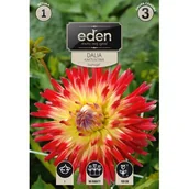 Nasiona i cebule - Dalia kaktusowa Vuurvogel 1 sztuka Eden - miniaturka - grafika 1
