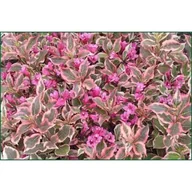 Sadzonki drzew krzewów - Krzewuszka fl.Monet ® - miniaturka - grafika 1