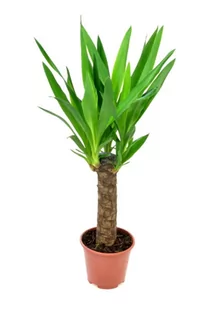 Juka Yucca palma P14 - Kwiaty doniczkowe - miniaturka - grafika 1