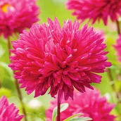 Nasiona i cebule - Aster igiełkowy wysoki Inga różowoczerwony nasiona - miniaturka - grafika 1
