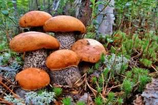Grzybnia Koźlarz czerwony 10 g - Nasiona i cebule - miniaturka - grafika 1