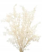 Sztuczne kwiaty - Ruskus Bielony Suszony Biały Ruszczyk Bukiet 5Szt - miniaturka - grafika 1