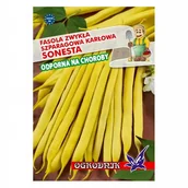 Nasiona i cebule - Fasola żółta karłowa Sonesta 40g / O / - miniaturka - grafika 1
