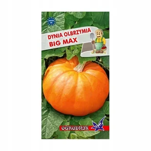 Dynia olbrzymia Big Max 3g / O / - Nasiona i cebule - miniaturka - grafika 1