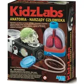 Mały naukowiec - 4M KidzLabs Anatomia narządy człowieka 3374 - miniaturka - grafika 1