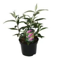 Sadzonki drzew krzewów - Budleja Davida wys. 40-50 cm don. 3 l - miniaturka - grafika 1