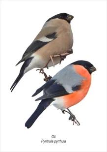 Tablica A4 Gil - Koliber - Pomoce naukowe - miniaturka - grafika 1