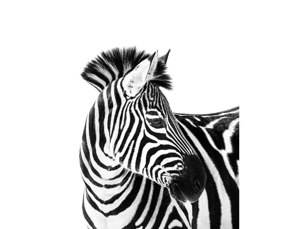 Miss Lucy NEW KOC ANIMALS 150X200CM ZEBRA 3D zakupy dla domu i biura 75141960