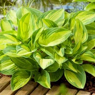 Nasiona i cebule - Hosta Funkia Summer Breeze 1 szt byliny - miniaturka - grafika 1