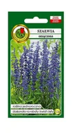 Nasiona i cebule - Szałwia omączona fioletowa 0,2 g PNOS Ożarów - miniaturka - grafika 1