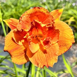 Liliowiec Pomarańczowy 'Mary Brown' W DONICZCE 2L (Hemerocallis) P13 - Nasiona i cebule - miniaturka - grafika 1
