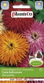 Nasiona i cebule - Cynia Kaktusowa Mix 1g PlantiCo - miniaturka - grafika 1