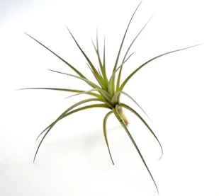 Tillandsia TENUIFOLIA  R~ 10 cm - Kwiaty doniczkowe - miniaturka - grafika 1