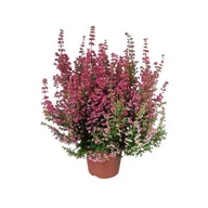 Kwiaty doniczkowe - Wrzosiec delikatny Erica misterline mix kolorów - miniaturka - grafika 1