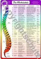 Pozostałe książki - Wirbelsäulenzonen Übersichtskarte - miniaturka - grafika 1