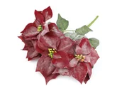 Ozdoby bożonarodzeniowe - Dekoracja Gwiazda Betlejemska czerwona - 53 cm - 1 szt. - miniaturka - grafika 1