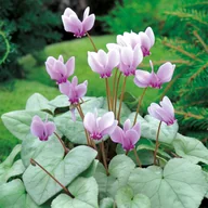 Nasiona i cebule - Cyclamen Cyklamen Neapolitanum Fiołek Alpejski 1 szt. - miniaturka - grafika 1