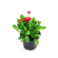 Kwiaty doniczkowe - Stokrotka 9 cm - miniaturka - grafika 1