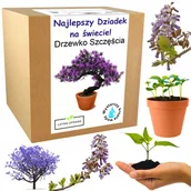 Nasiona i cebule - Prezent na Dzień Dziadka drzewko szczęścia bonsai - miniaturka - grafika 1