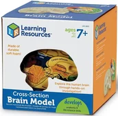 Mały naukowiec - Model ludzkiego mózgu z pianki - miniaturka - grafika 1