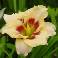 Nasiona i cebule - Hemerocallis Liliowiec Blueberry Candy 1 szt. - miniaturka - grafika 1
