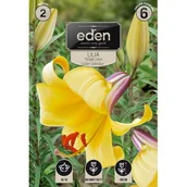 Nasiona i cebule - Lilia trąbkowa Golden Splendour 2 sztuki Eden - miniaturka - grafika 1