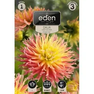 Nasiona i cebule - Dalia kaktusowa Fringed Star 1 sztuka Eden - miniaturka - grafika 1