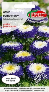 Nasiona Aster wysoki pomponowy biało- Torseed - Nasiona i cebule - miniaturka - grafika 1