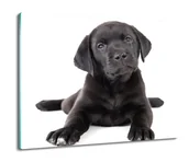 Deski do krojenia - osłona płyty kuchennej Labrador szczeniak 60x52, ArtprintCave - miniaturka - grafika 1
